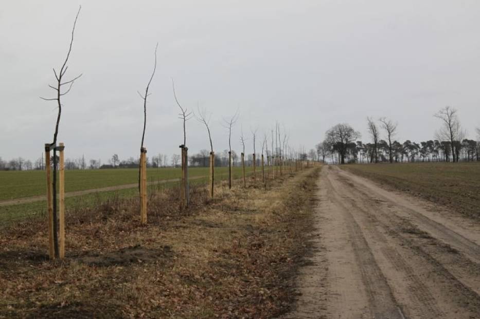 Nasadzenia drzew na obszarach śródpolnych