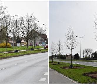 W Tarnowie przy ruchliwych ulicach posadzono sporych rozmiarów drzewa