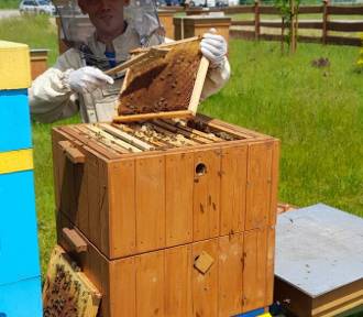 Pszczoły z pasieki MPWiK Rzeszów nie próżnują. Wyprodukowały ponad 140 kg miodu