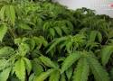 Kryminalni z Zawiercia zlikwidowali plantację marihuany z prawie 300 krzewami marihuany. 39-latkowi grozi do 20 lat więzienia. WIDEO 