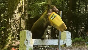 Niedźwiedź szuka pożywienia w koszu na odpadki. Groźne drapieżniki  