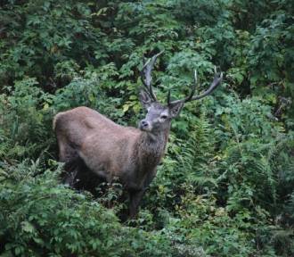 Rykowisko jeleni w Tatrach pełni. Lepiej nie naśladować ich ryku!