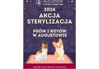 Bezpłatna sterylizacja kotów i psów w ramach Augustowskiego Budżetu Obywatelskiego 