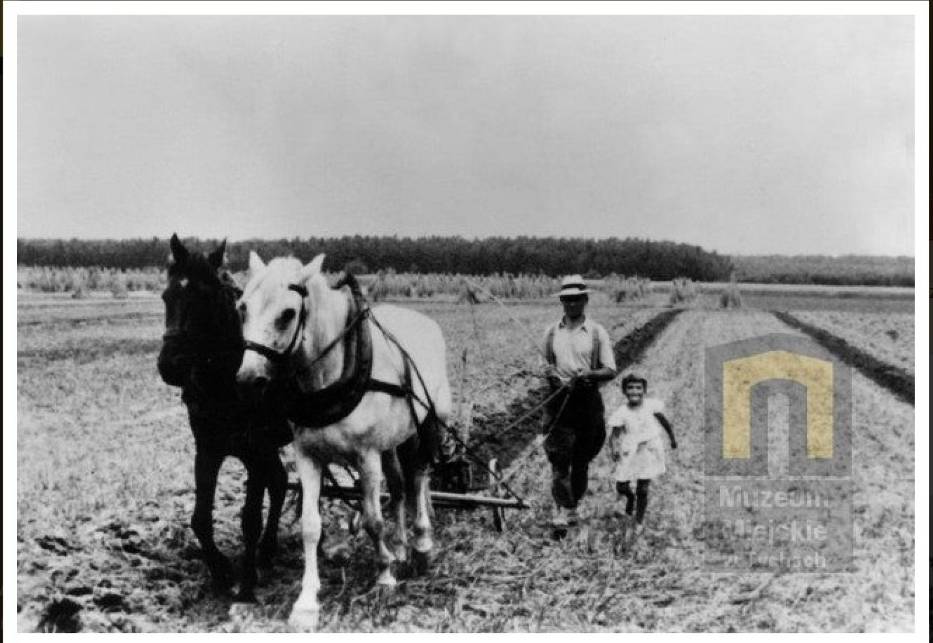 Oranie pola w Wygorzelu (Tychy), 1936; Fot