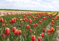 Morze tulipanów w Polance Wielkiej. Jak w Holandii!