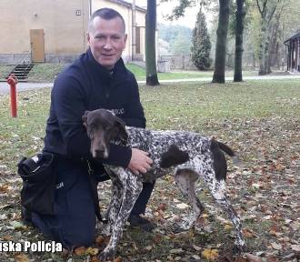Wyżeł w szeregach zielonogórskiej policji. To pierwszy taki pies w Polsce!