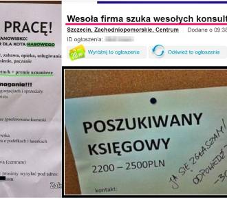 "Poszukuję osoby niskiej, by mogła się wczołgać do chlewa" - hity z ogłoszeń o pracę!