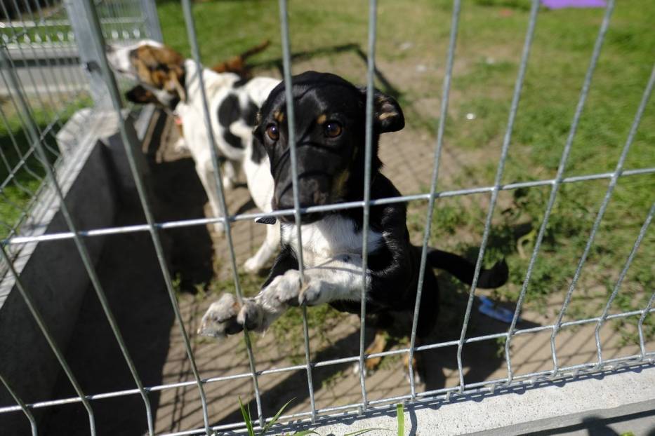 Animals Schronisko Dla Bezdomnych Zwierząt Z wizytą w Schronisku dla Bezdomnych Zwierząt w Toruniu [ZDJĘCIA, WIDEO