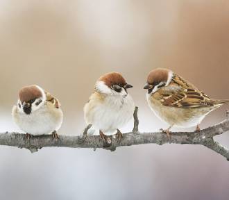 Jak karmić ptaki zimą, by im nie zaszkodzić? 
