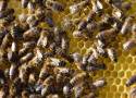 20 maja. Światowy Dzień Pszczół. W świecie bez pszczół ludziom pozostaną tylko 4 lata życia