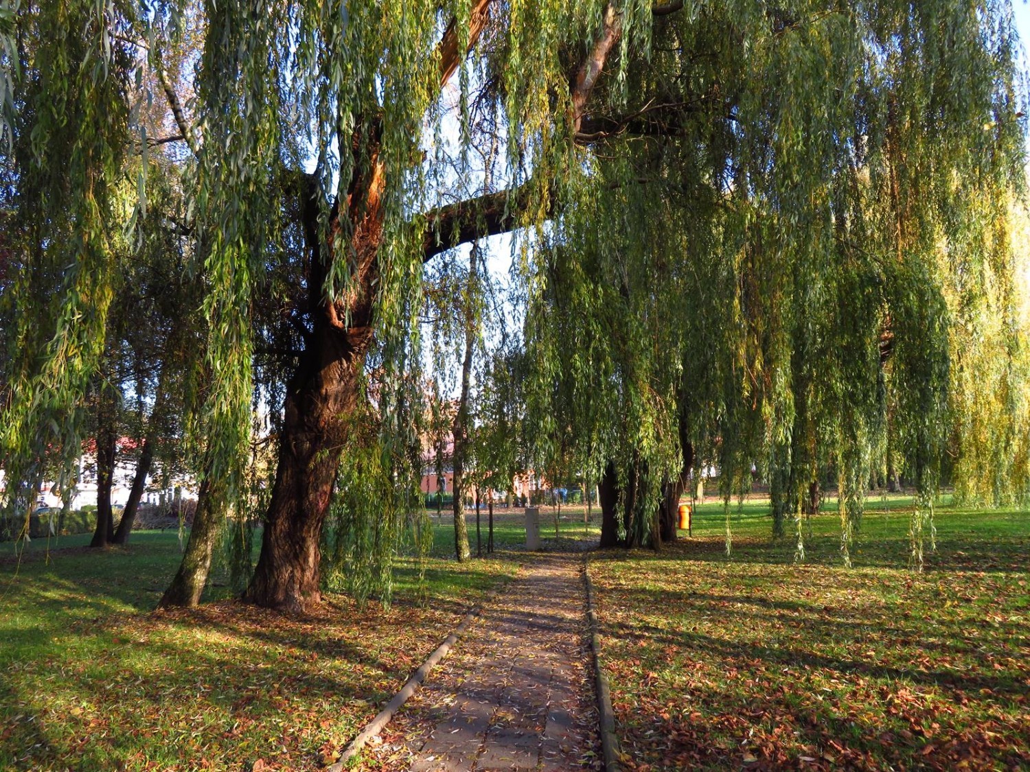 Złota jesień w usteckich parkach