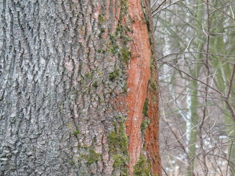 Tajemniczy czerwony nalot na drzewach Dolnego Śląska. Skażenie, pasożyt, czy nieszkodliwa ciekawostka? Zobacz zdjęcia