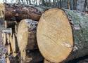 Drewno opałowe "szybko schodzi". Ile kosztuje w nadleśnictwie, a ile w internecie?
