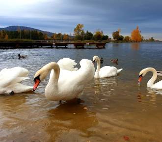 Jezioro Bielawskie cudowne jesienią. Bajeczne krajobrazy i piękne łabędzie! [ZDJĘCIA]