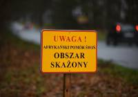 Cztery gminy powiatu gdańskiego strefami objętymi zakażeniem afrykańskim świń