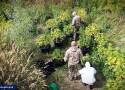 Plantacje marihuany pod Chełmżą. Już 12 zatrzymanych! Wśród nich kobieta z Chełmży
