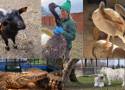 Początek wiosny w Zoo Borysew. Zobaczcie te piękne ujęcia