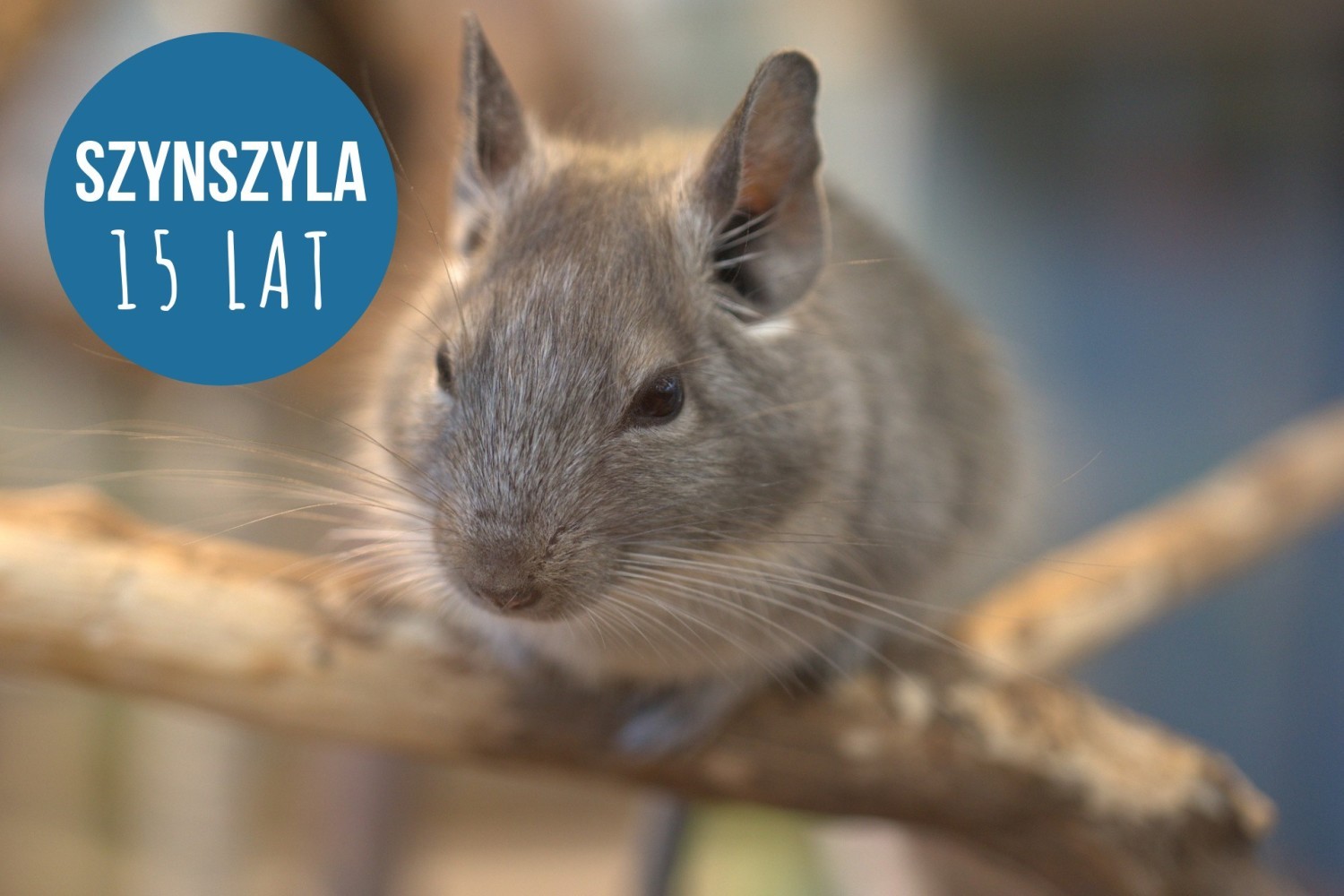Długość życia szynszyli małej w niewoli to ok