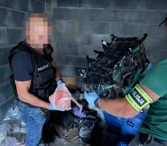 Policjanci z Bydgoszczy zabezpieczyli we Włocławku ponad 150 kg narkotyków