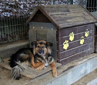 OTOZ Animals zbiera fundusze na budy dla psów. "Są potrzebne, by przetrwać zimę"