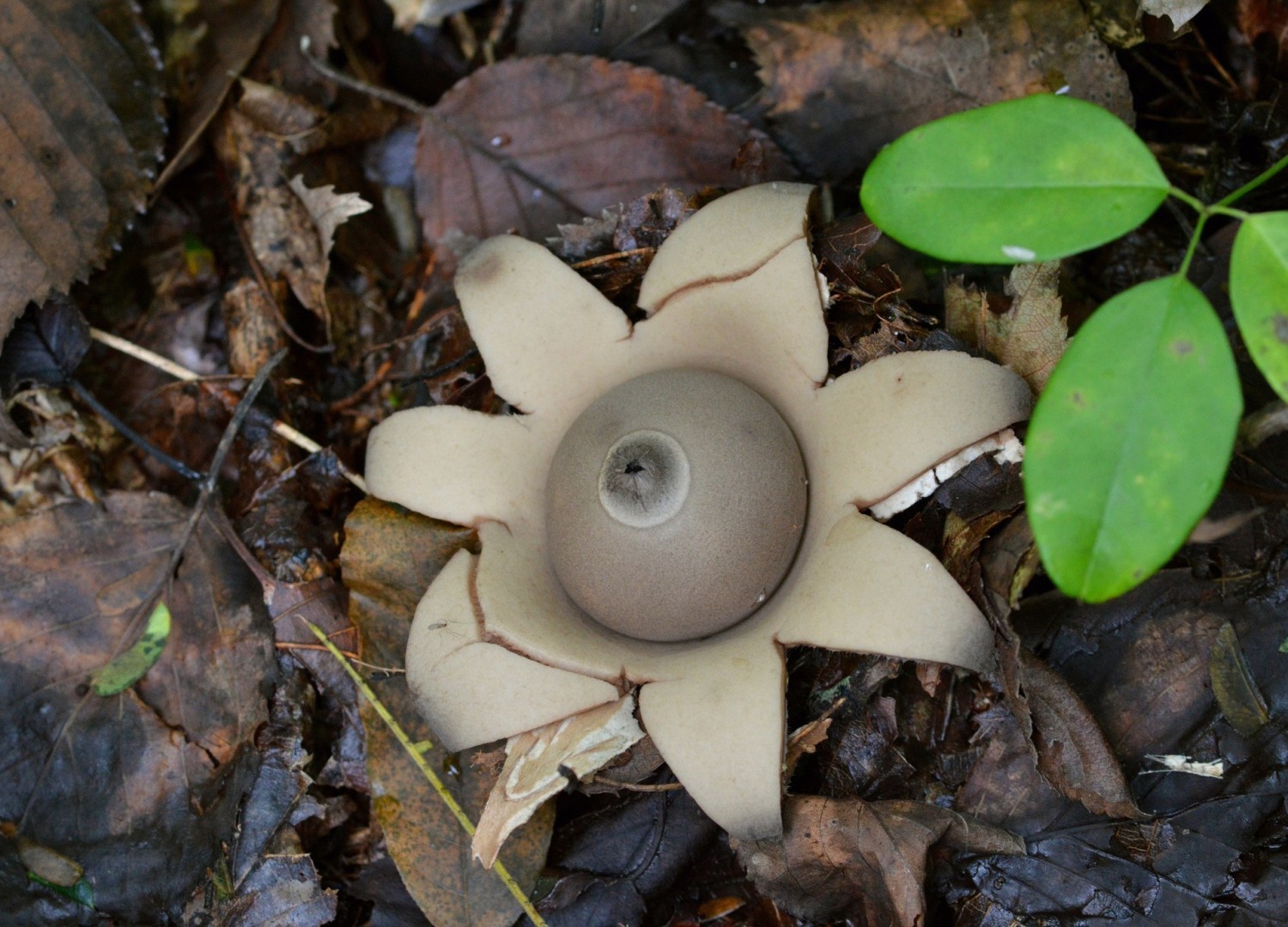 Gwiazdosz potrójny (Geastrum triplex)
