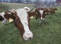 Tragedia w gospodarstwie. Byki zaatakowały rolnika. 36-latek nie żyje 
