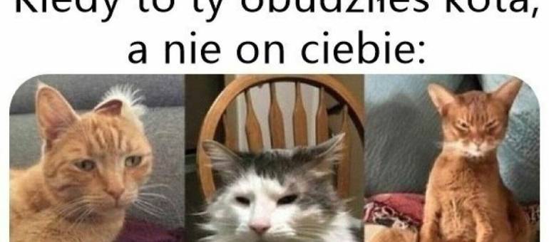 Zdjęcie artykułu z dnia 12-08-2026