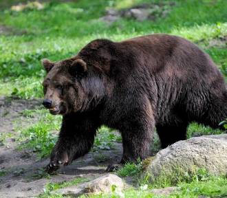 Tragiczny wypadek w Tatrzańskim Parku Narodowym. Zginął 10-letni niedźwiedź