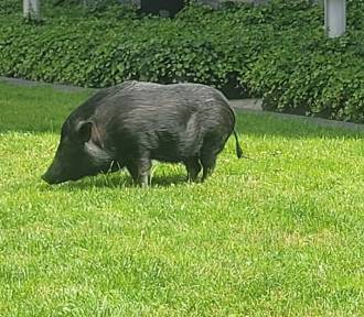 Dzik czy domowa świnka? Niecodzienny widok w centrum Krakowa