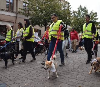 Światowy Dzień Zwierząt 2023 we Włocławku - przemarsz z psami. Zdjęcia