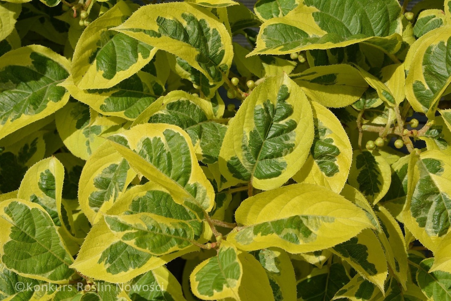 Aktinidia ostrolistna HOKEY POKEY®