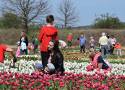 XIII Międzynarodowe Targi Tulipanów w Chrzypsku Wielkim zostały zainaugurowane. Tysiące ludzi skorzystało z majówki w chrzypskich ogrodach