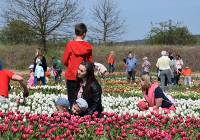 XIII Międzynarodowe Targi Tulipanów w Chrzypsku Wielkim 2023 rozpoczęte [WIDEO]