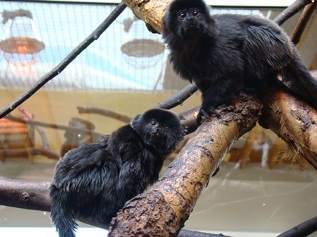 Zoo w Chorzowie