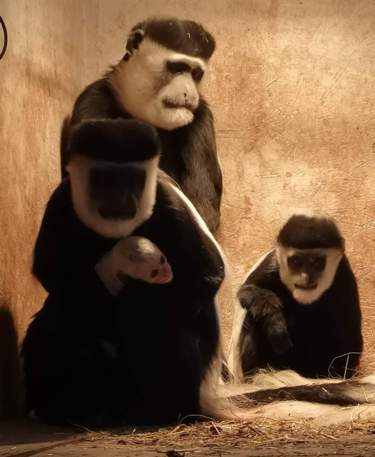 Mini zoo będzie otwarte od kwietnia i wtedy będzie można zobaczyć nowo narodzoną małpkę