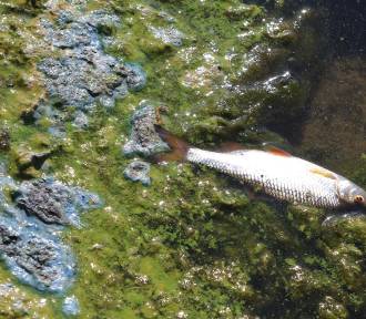 Nowe fakty w sprawie skażenia Odry. Co zatruło rzekę i zabiło setki tysięcy ryb?