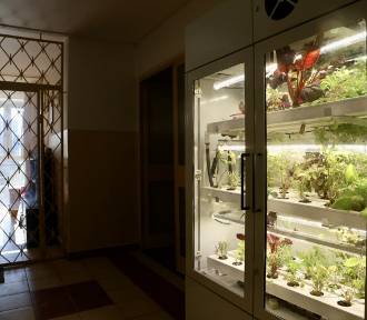 Uprawiają warzywa w szklarniach na klatce schodowej. "Pierwszy taki projekt w Polsce"