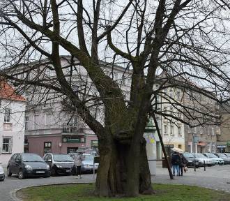 Pięć kolejnych drzew na Opolszczyźnie zostanie pomnikami przyrody