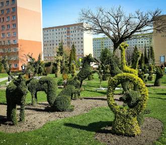 Niezwykłe żywe rzeźby na osiedlu Pawlikowskiego w Żorach. Zobacz ZDJĘCIA