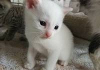 Koty Do Adopcji Legnica Naszemiasto Pl