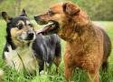 Dzień Psa. Chcesz mieć swojego? Oto piękne psy do adopcji ze schroniska dla bezdomnych zwierząt w Radomiu. Zobacz zdjęcia