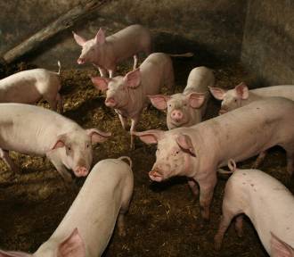 W Objezierzu ma powstać chlewnia na ponad 14 tysięcy sztuk świń?