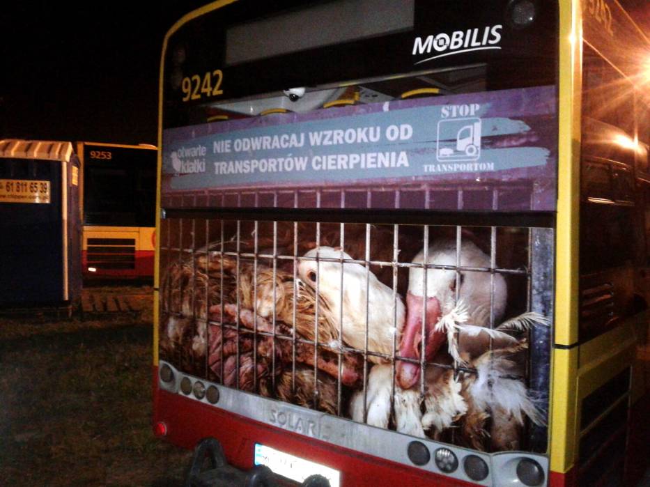 Warszawa. Autobusy z wyjątkowymi zdjęciami. Chodzi o problem transportu żywych zwierząt