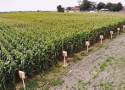 Sezon na zbiory kukurydzy w północnej Wielkopolsce 