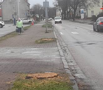 Przy ul. Jedności Narodowej ścięto 11 drzew. To przygotowania do remontu ulicy