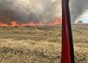 Olbrzymi pożar. W działaniach strażacy z czterech powiatów. Spłonęło około 30 hektarów zboża na pniu! 
