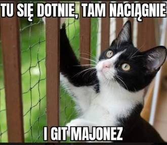 Koty bawią do łez: Zobacz memy z Fundacji Miasto Kotów w Piotrkowie
