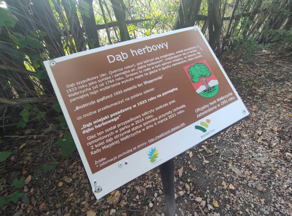 Wiecie gdzie w Wałbrzychu rósł dąb herbowy - drzewo z miejskiego herbu? Rośnie tam jego następca - pomnik przyrody!