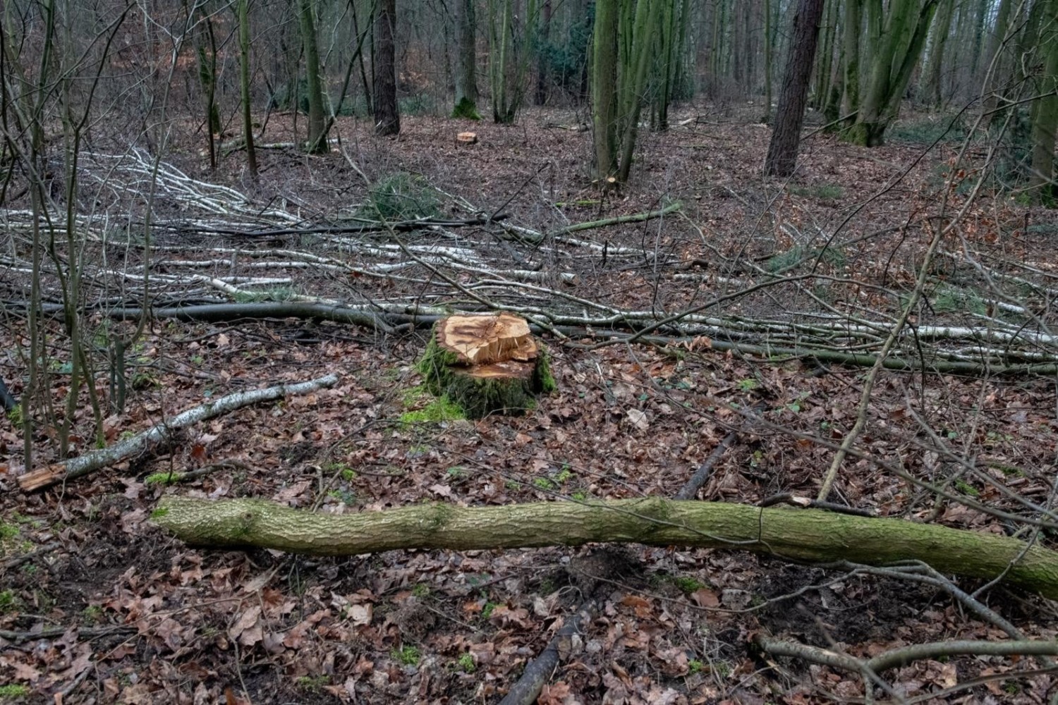 Drewno z Lasku Marcelińskiego