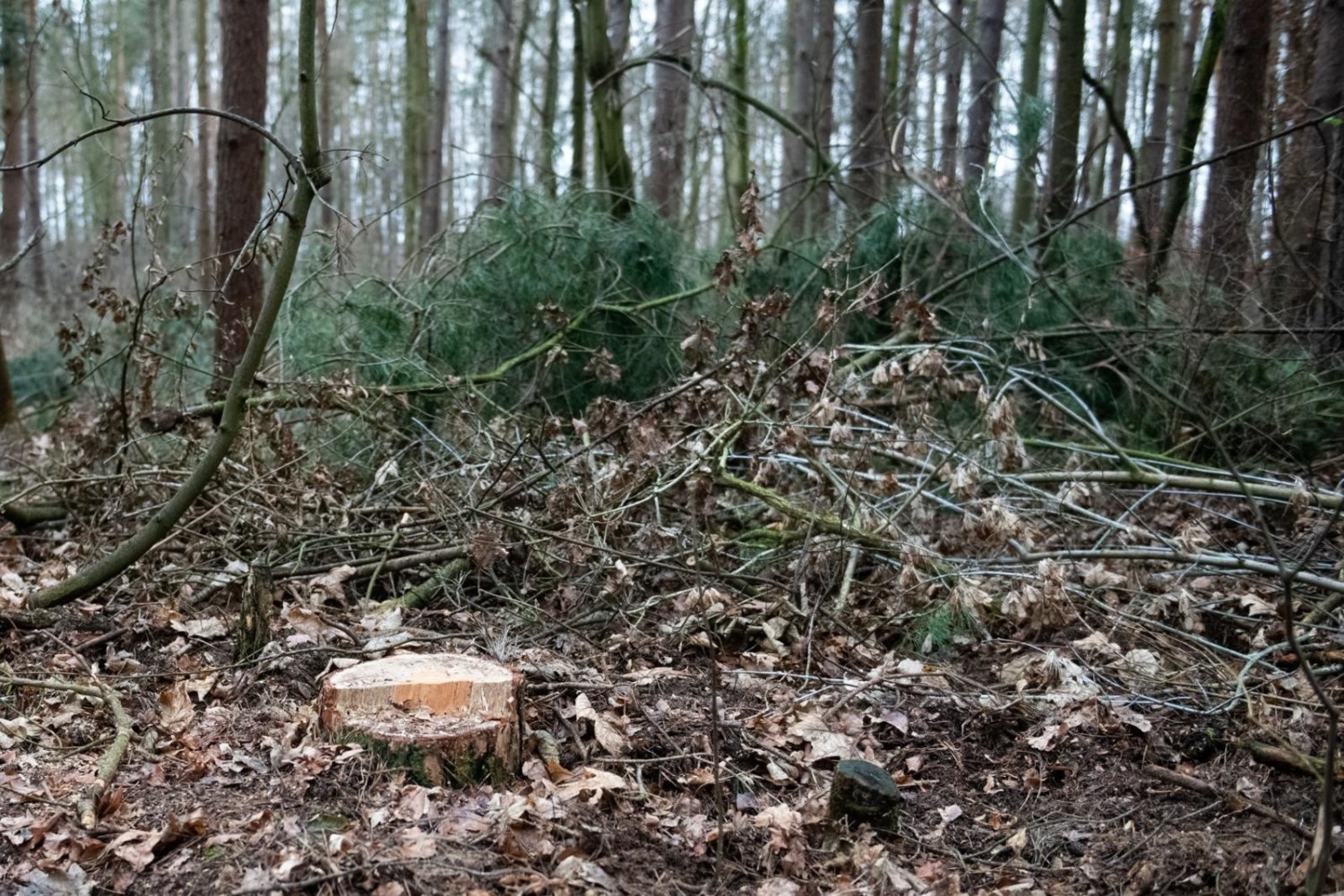 Drewno z Lasku Marcelińskiego